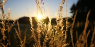 Countless gifts from my family tree wheat