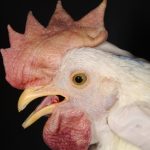 Virulent Newcastle Disease chicken