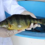 yellow perch