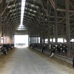 On-farm culture: a tool for fighting mastitis dairy barn