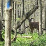 Chronic wasting disease detected on Wayne County farm Deer
