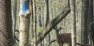 Pa. deer test positive for Chronic Wasting Disease Deer