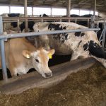 Review feed rations in summer Jersey and Holstein