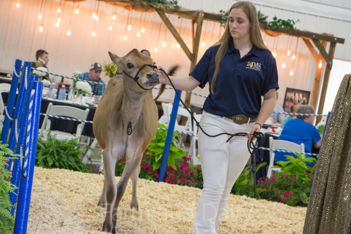 National Jersey Heifer Sale Heifer sale