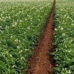 Smoothing things over for ag potato field
