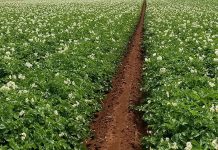 Smoothing things over for ag potato field