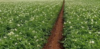 Smoothing things over for ag potato field