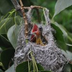 An evening of bird watching Oriole