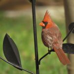 Golden Guides useful for young and old cardinal