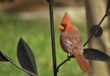 Golden Guides useful for young and old cardinal