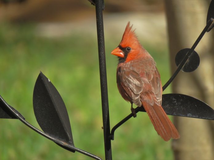cardinal cardinal