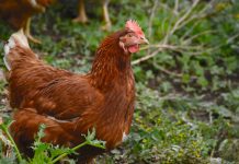 How to reduce risk of Salmonella from backyard chickens chicken