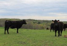 USDA funds aim to uncover genetic traits in cattle cow genomics