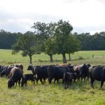 Angus convention coming to Ohio in Nov. angus cattle