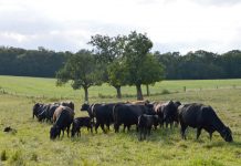 Angus convention coming to Ohio in Nov. angus cattle