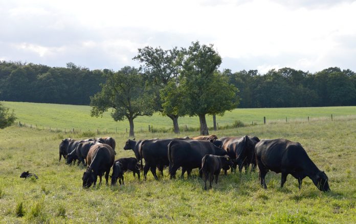 angus cattle angus cattle