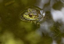 Let’s go frog gigging frog