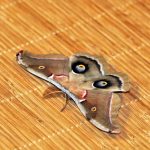 Coming to a porch near you: Giant silk moths giant silk moth