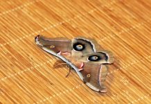 Coming to a porch near you: Giant silk moths giant silk moth