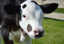 Eliminating dehorning in dairy cattle Hornless cow