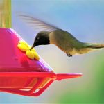 Put up nectar feeder for summer hummers humming bird