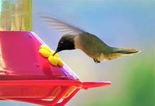 Put up nectar feeder for summer hummers humming bird