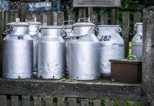 Mentors made the difference milk cans