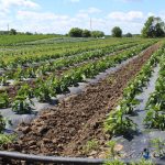 Pa. Certified Organic holds meeting Organic OEFFA produce