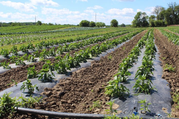 Organic OEFFA produce Organic OEFFA produce