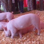 Ohio State Fair bans ractopamine for hogs in response to markets pigs