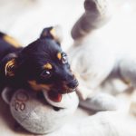 Just a bug? puppy and teddy bear