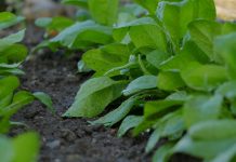 How to create an irrigation schedule spinach