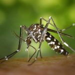 Human case of West Nile Virus identified in Allegheny County, Pa. mosquito