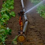 irrigation