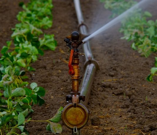 irrigation