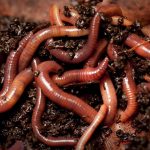 Fish bait: The business of nightcrawlers worms