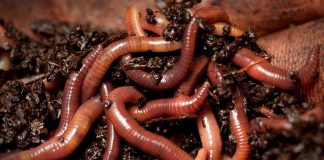 Fish bait: The business of nightcrawlers worms