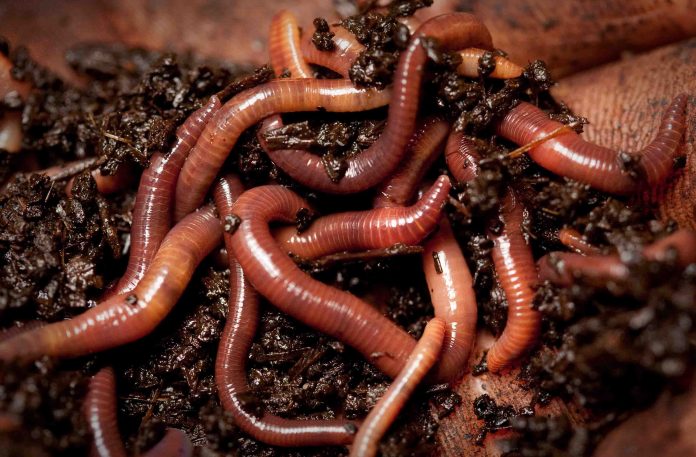 worms worms