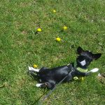 How to reduce your dog’s risk of getting, giving poison ivy pup in grass