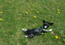 How to reduce your dog’s risk of getting, giving poison ivy pup in grass