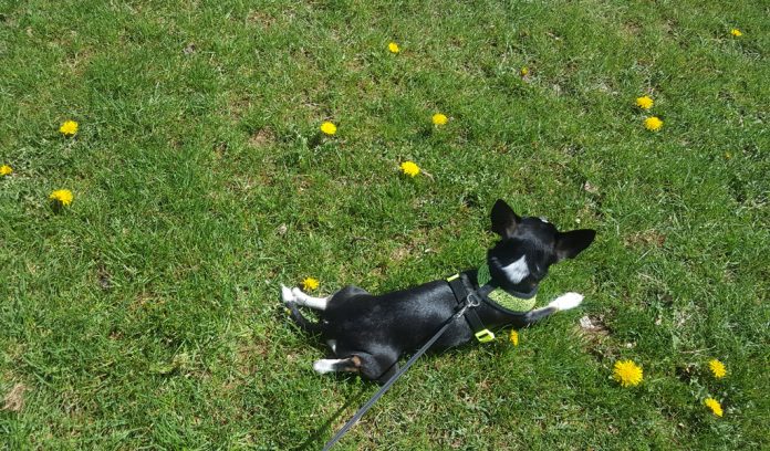 pup in grass pup in grass