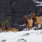 ‘Landscape of Fear’ not so scary after all elk in yellowstone