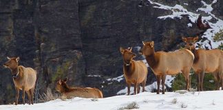 ‘Landscape of Fear’ not so scary after all elk in yellowstone