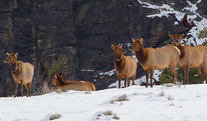 elk in yellowstone