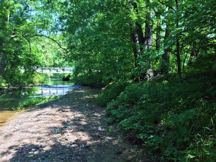 Riparian zone near a stream
