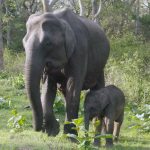 1881 study looked at elephant’s milk elephants