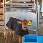 Over 100 cattle sold at 58th Ohio Feeder Calf Roundup Calf feeder
