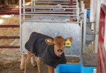 Comparing costs of raising replacement heifers Calf feeder
