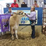 Carroll county bred dairy beef feeder