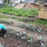 Columbus’ urban agriculture industry is growing Urban farm